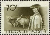 Cattle (Bos taurus) and Herdsman