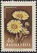 Wild Sunflower (Doronicum hungaricum)