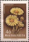 Wild Sunflower (Doronicum hungaricum)