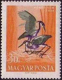 Purple Heron (Ardea purpurea)