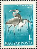 Grey Heron (Ardea cinerea)