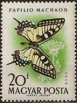 Swallowtail (Papilio machaon)