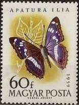 Lesser Purple Emperor (Apatura ilia)