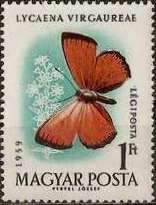Scarce Copper (Lycaena virgaureae)