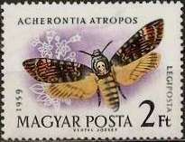 African death's-head hawkmoth (Acherontia atropos)