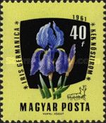 German Iris (Iris germanica)