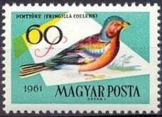 Common Chaffinch (Fringilla coelebs)