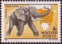 African Elephant (Loxodonta africana)