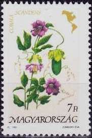 Cobaea scandens