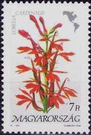 Lobelia cardinalis