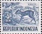 Lesser Malay Chevrotain (Tragulus Kantjil)