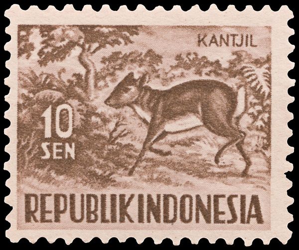 Javanese Mousedeer (Tragelus javanicus)