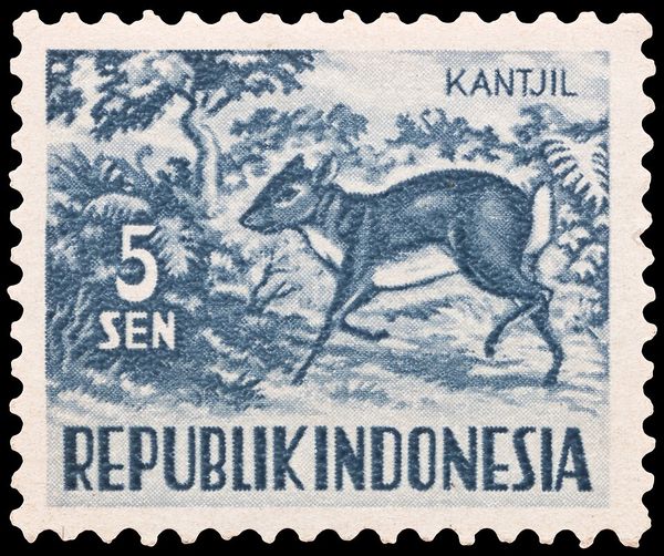 Javanese Mousedeer (Tragelus javanicus)