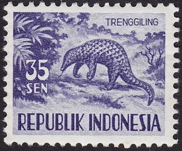 Sunda Pangolin (Manis javanica)
