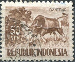 Banteng (Bos javanicus)