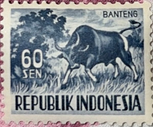 Banteng (Bos javanicus)