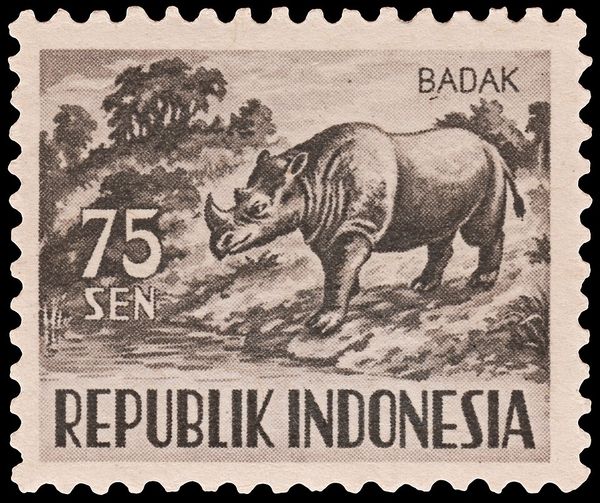 Sumatran Rhinoceros (Dicerorhinus sumatrensis)
