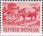 Sumatran Rhinoceros (Dicerorhinus sumatrensis)