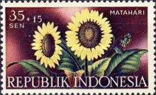 Matahari (Helianthus annuus)