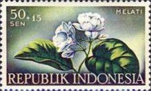 Melati (Jasminum sambac)