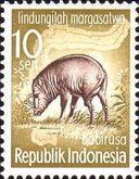 North Sulawesi Babirusa (Babyrousa celebensis)