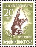 Bornean Orangutan (Pongo pygmaeus)