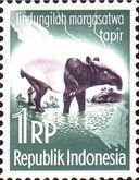 Asian Tapir (Tapirus indicus) 