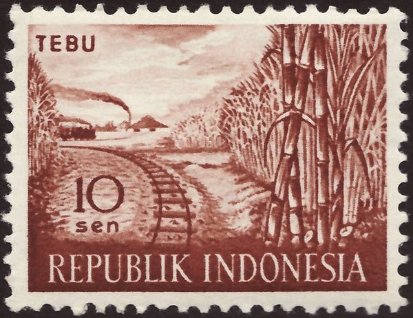 Sugar cane TEBU (Saccharum officinarum)