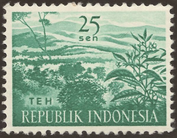 Tea (Camellia sinensis)