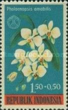 Phalaenopsis amabilis