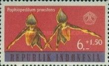Paphiopedilum praestans
