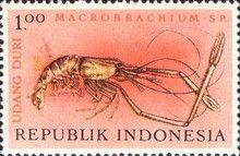 Duri Freshwater Shrimp (Macrobrachius duri)
