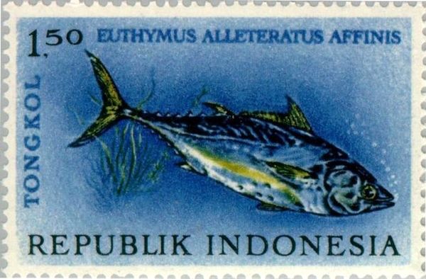 Mackerel Tuna (Euthynnus alletteratus affinis)