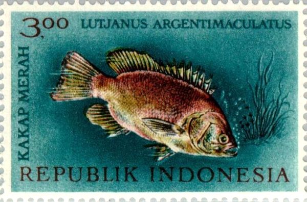 Mangrove Red Snapper (Lutjanus argentimaculatus)