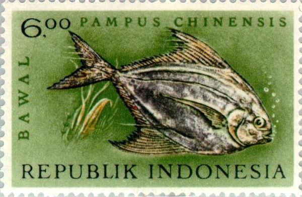 Chinese Silver Pomfret (Pampus chinensis)
