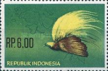 Greater Bird-of-paradise (Paradisaea apoda apoda)