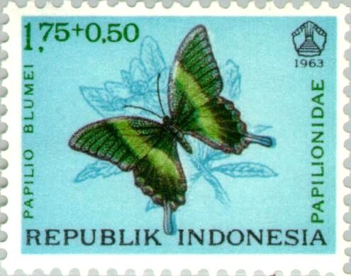 Green Swallowtail (Papilio blumei)