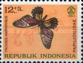 Golden Birdwing Butterfly (Troides amphrysus)