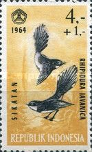 Malaysian Pied Fantail (Rhipidura javanica)