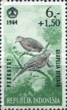 Zebra Dove (Geopelia striata)