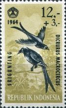 Black Drongo (Dicrurus macrocercus) 