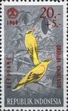 Black-naped Oriole (Oriolus chinensis)