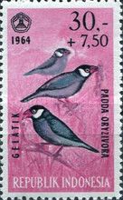 Java Sparrow (Padda oryzivora)