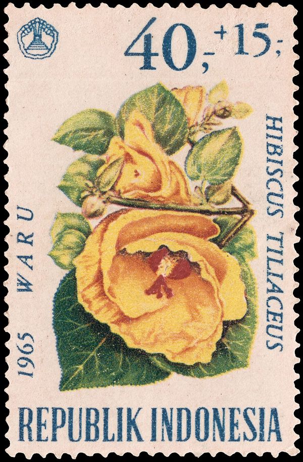 Sea Hibiscus (Hibiscus tiliaceus)