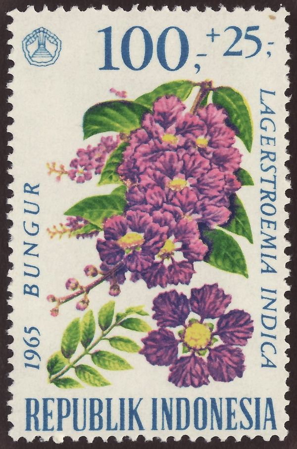 Crape-Myrtle (Lagerstroemia indica)