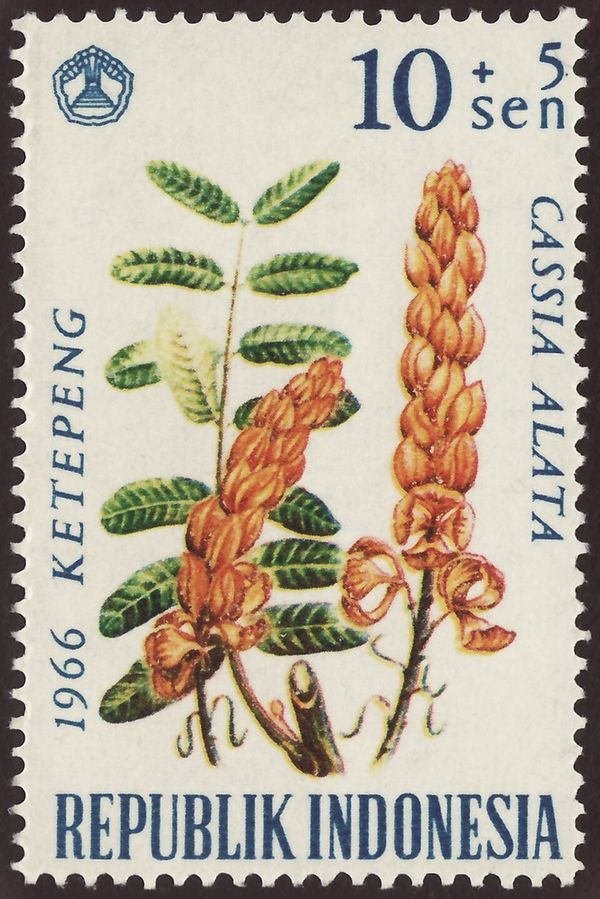 Candelabra Bush (Cassia alata)
