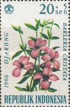 Philippine Violet (Barleria cristata)