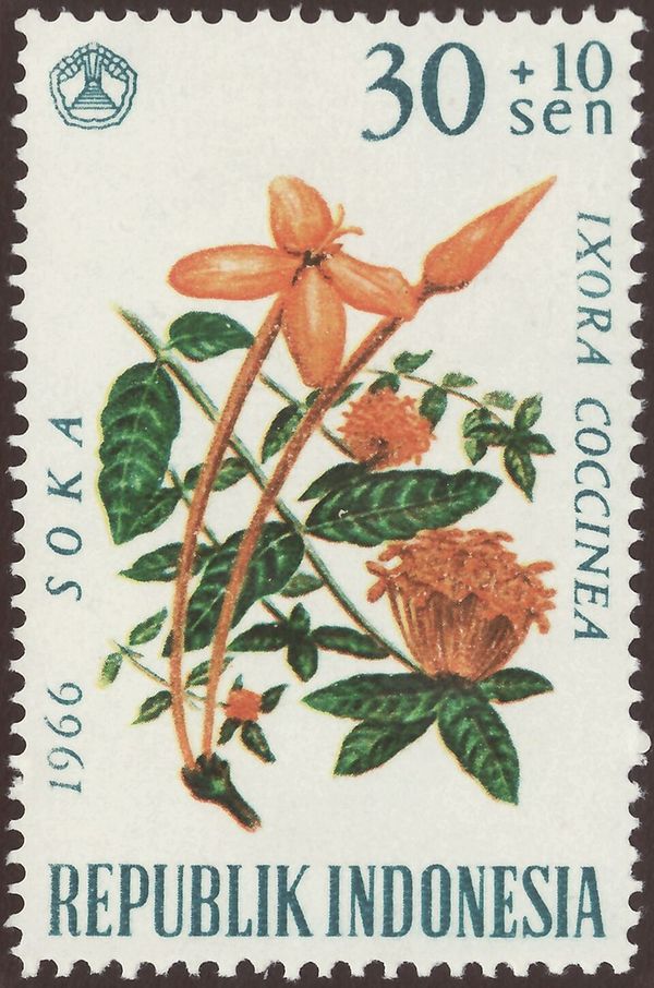 Jungle Flame (Ixora coccinea)