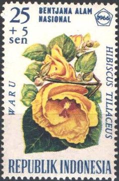 Hibiscus tiliaceus