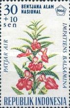 Impatiens balsamina